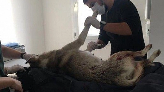 Yavruları olan köpek tüfekle vurularak öldürüldü