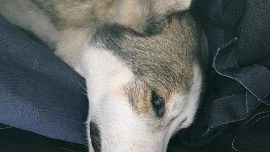 Yavruları olan köpek tüfekle vurularak öldürüldü