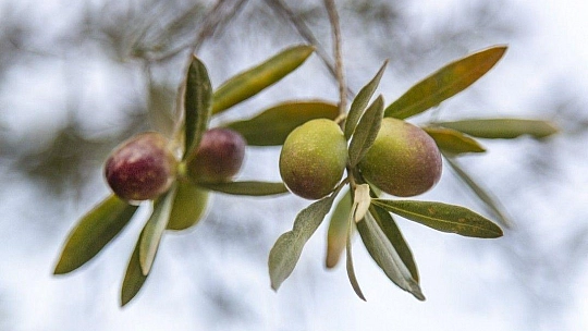 Atıcı, dökme ve varilli zeytinyağına getirilen ihracat yasağını değerlendirdi
