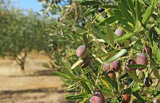 Çiftçinin zam isyanı