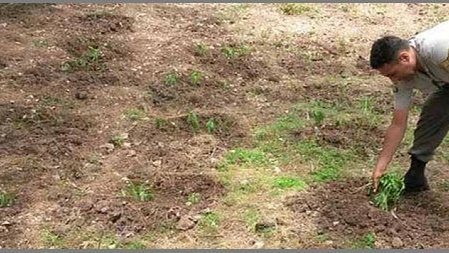 SEYDİKEMER'DE 1620 KÖK KENEVİR ELE GEÇİRİLDİ