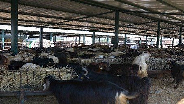 Kurban pazarı hareketlendi