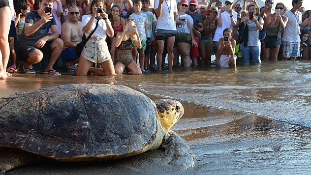 Tedavisi tamamlanan caretta carettalar denizle buluştu