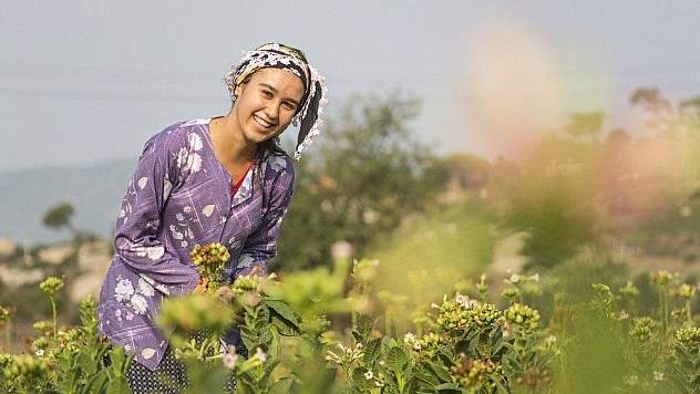 En özel tütünü üretiyorlar ama para etmiyor