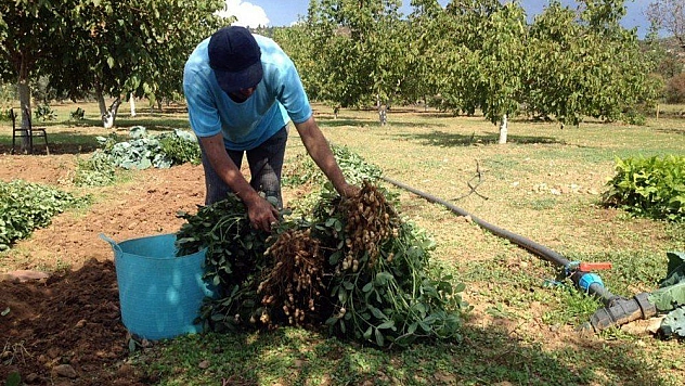 Menteşe'de yer fıstığı üretimi başladı