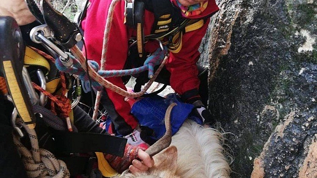 Kayalıklarda mahsur kalan keçi kurtarıldı