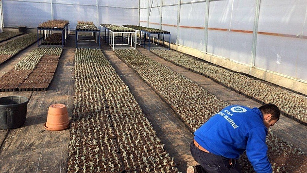 Büyükşehir 30 dönüm arazide 100 bin Fide üretti