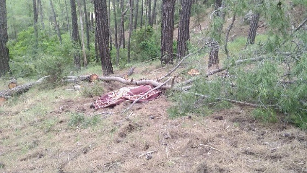 Kestiği ağacın altında can verdi