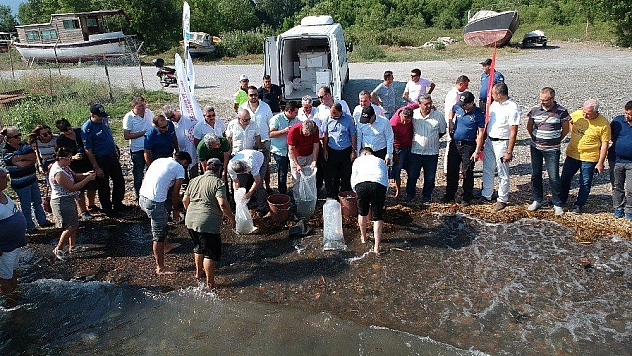 Köyceğiz Gölü'ne 180 bin yavru sazan bırakıldı