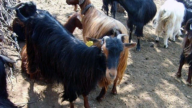 Muğla Büyükşehir'den Kırsal Kalkınma için 'Kıl Keçisi' projesi