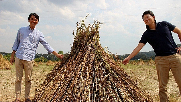 (ÖZEL) Japonlar 'Suşi' susamı için Muğla'da