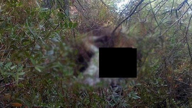 ALMAN BELGESELCİ ÖLÜ BULUNDU (son dakika)