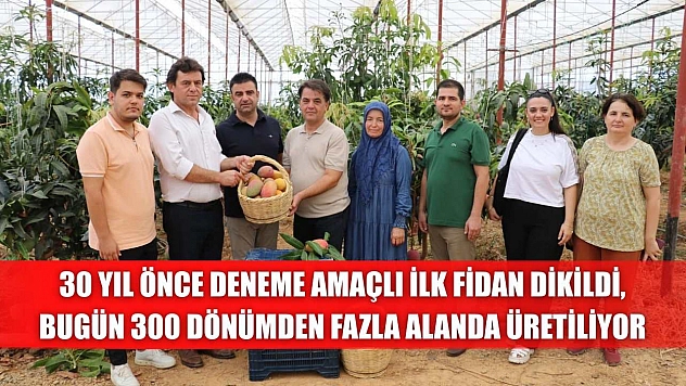 30 yıl önce deneme amaçlı ilk fidan dikildi, bugün 300 dönümden fazla alanda üretiliyor