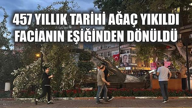 457 yıllık tarihi ağaç yıkıldı, facianın eşiğinden dönüldü