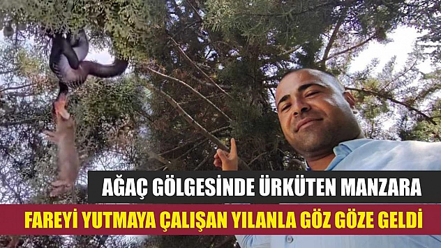 Ağaç gölgesinde ürküten manzara, fareyi yutmaya çalışan yılanla göz göze geldi
