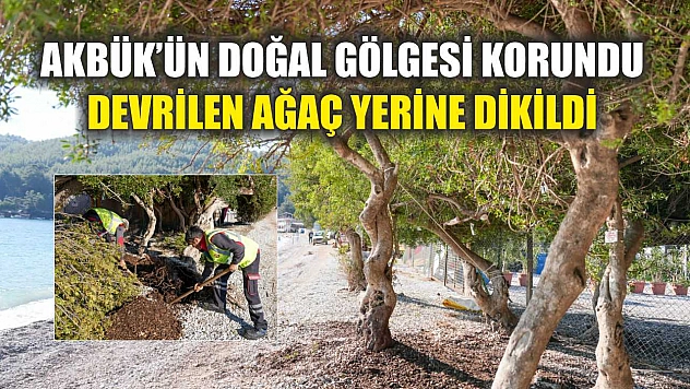 Akbük'ün Doğal Gölgesi Korundu: Devrilen Ağaç Yerine Dikildi