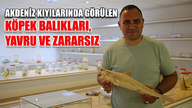 Akdeniz kıyılarında görülen köpek balıkları, yavru ve zararsız