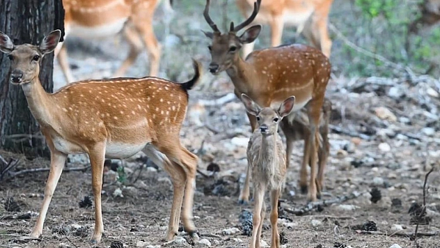 Alageyikte tüm zamanların en yüksek yavru sayısına ulaşıldı