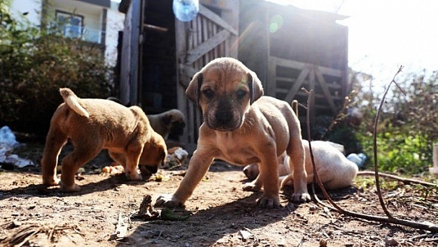 Annesiz kalan yavru köpekler korumaya alındı