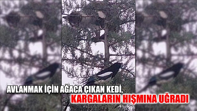 Avlanmak için ağaca çıkan kedi, kargaların hışmına uğradı