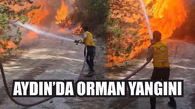 Aydın'da orman yangını