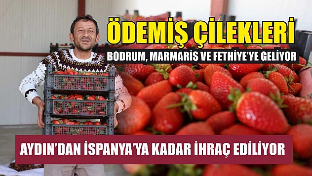 Aydın'dan İspanya'ya kadar ihraç ediliyor