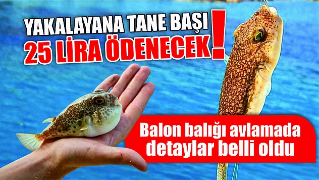 Balon balığı avlamada detaylar belli oldu Yakalayana tane başı 25 lira ödenecek!
