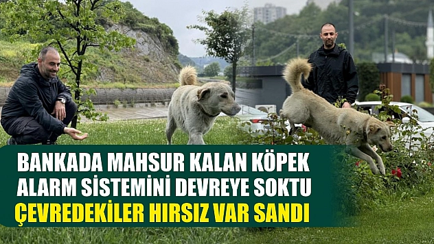 Bankada mahsur kalan köpek alarm sistemini devreye soktu: Çevredekiler hırsız var sandı