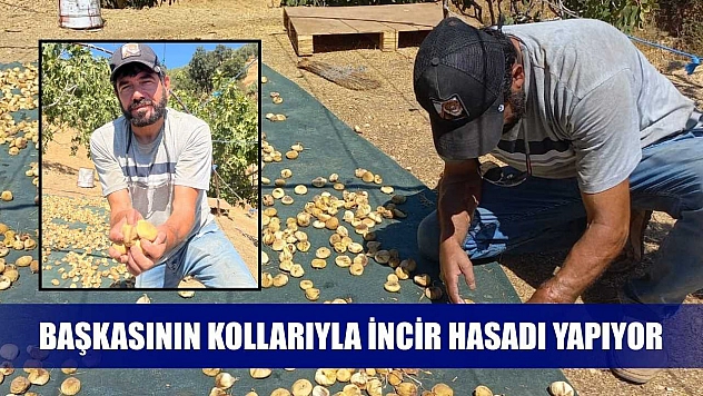 Başkasının kollarıyla incir hasadı yapıyor