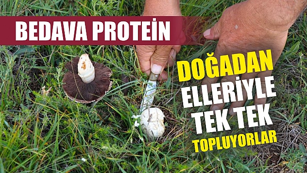 Bedava protein, doğadan elleriyle tek tek topluyorlar