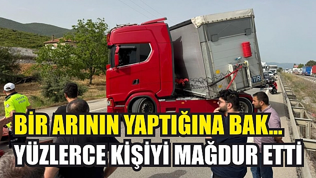 Bir arının yaptığına bak...Yüzlerce kişiyi mağdur etti