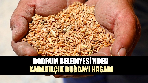 Bodrum Belediyesi'nden karakılçık buğdayı hasadı
