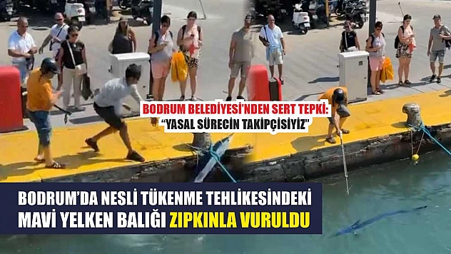 Bodrum'da Nesli Tükenme Tehlikesindeki Mavi Yelken Balığı Zıpkınla Vuruldu