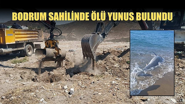 Bodrum sahilinde ölü yunus bulundu