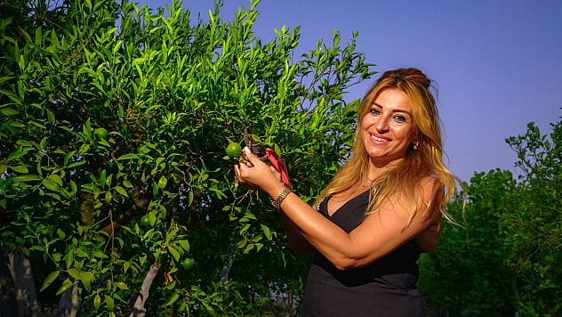 Bodrum'un Eşsiz Yeşili Bodrum Mandalini Dalından Toplandı