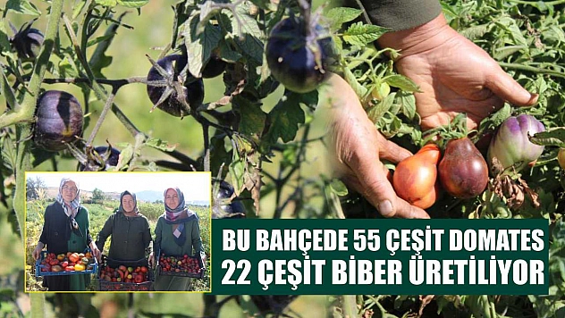 Bu bahçede 55 çeşit domates, 22 çeşit biber üretiliyor