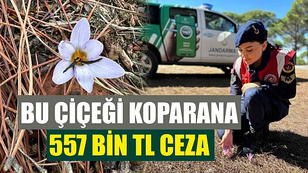 Bu çiçeği koparana 557 bin TL ceza