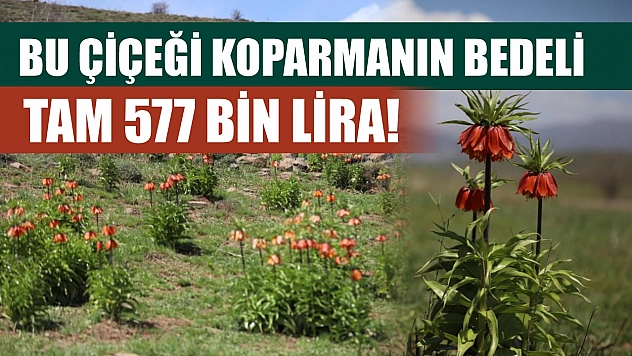 Bu çiçeği koparmanın bedeli tam 577 bin lira!