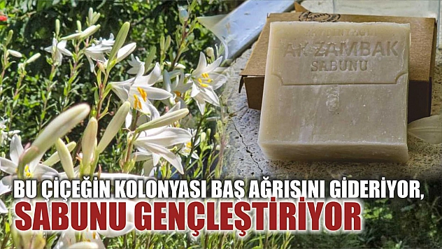 Bu çiçeğin kolonyası baş ağrısını gideriyor, sabunu gençleştiriyor