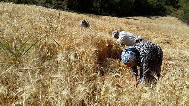 Buğday hasadını geleneksel yöntemlerle yapıyorlar