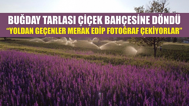 Buğday tarlası çiçek bahçesine döndü: 'Yoldan geçenler merak edip fotoğraf çekiyorlar'