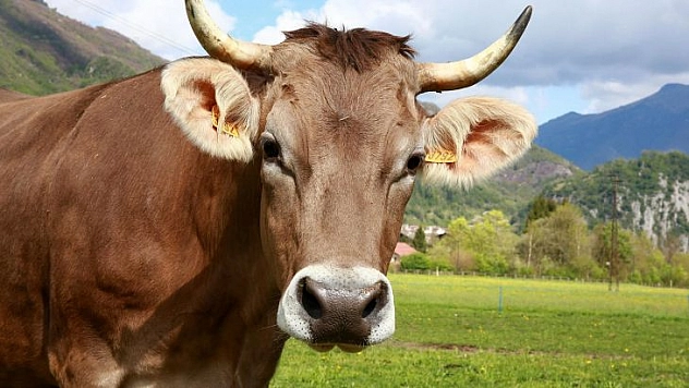 BÜYÜKBAŞ HAYVANLARA SAT-2 AŞILAMA ÇALIŞMALARI DEVAM EDİYOR