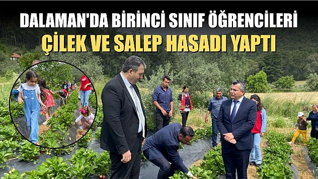 Dalaman'da birinci sınıf öğrencileri çilek ve salep hasadı yaptı