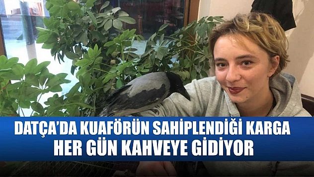 Datça'da Kuaförün Sahiplendiği Karga Her Gün Kahveye Gidiyor