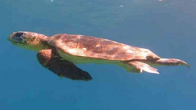 DATÇA'DA OLTAYA CARETTA CARETTA TAKILDI