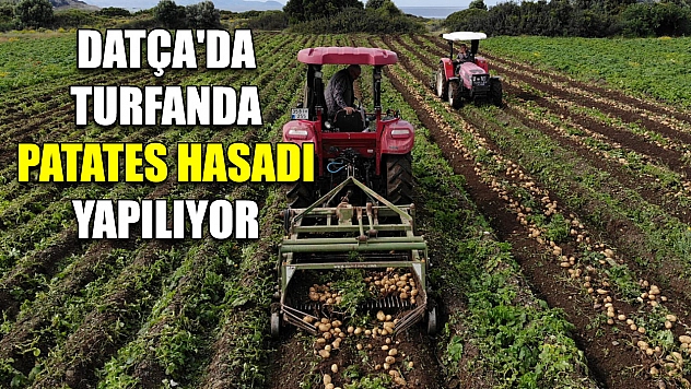 Datça'da turfanda patates hasadı yapılıyor