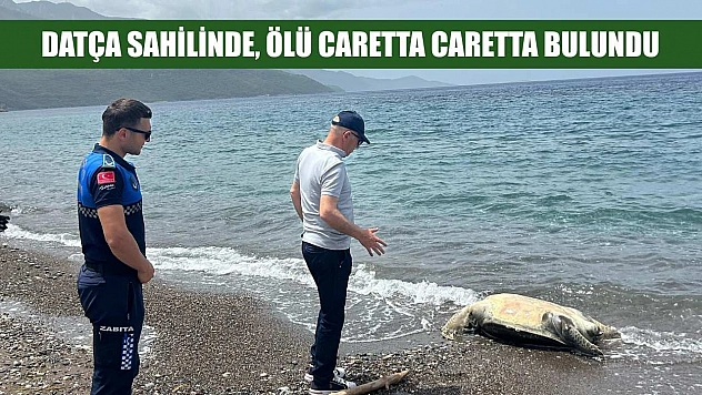 Datça sahilinde ölü caretta caretta bulundu