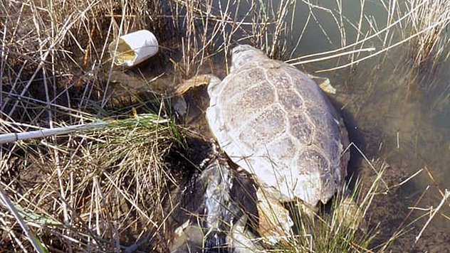 Deniz kaplumbağaları hakkında ürküten araştırma