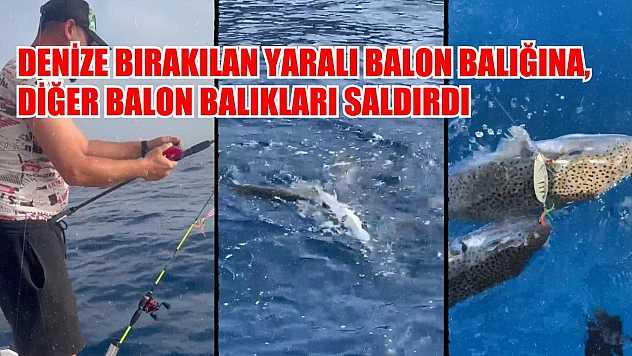 Denize bırakılan yaralı balon balığına, diğer balon balıkları saldırdı
