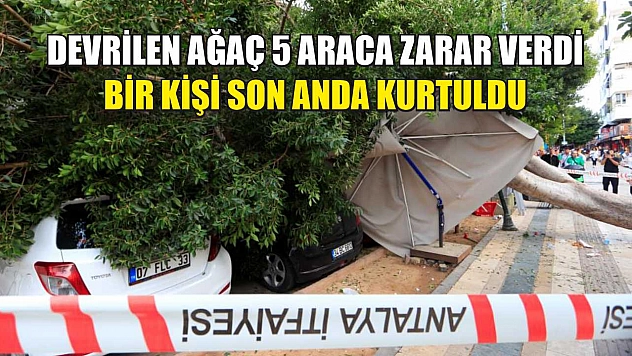 Devrilen ağaç 5 araca zarar verdi: Bir kişi son anda kurtuldu